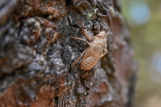 A Close-Up Shot of a Cicada's Molt