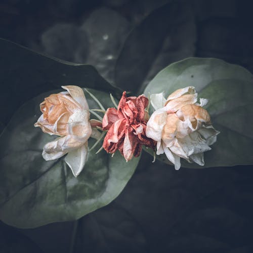 Close-Up Photo of White Flowers