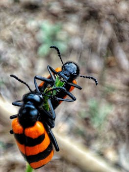 A close-up shot of Mylabris beetles engaging on a plant, showcasing detailed insect photography.