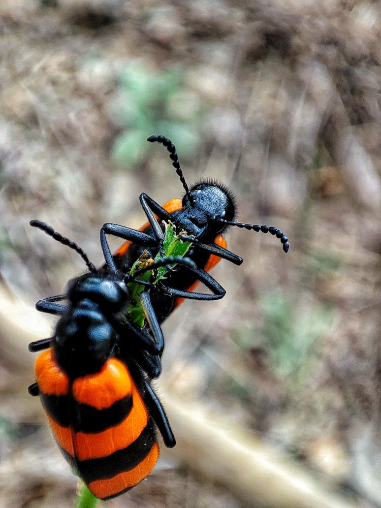 A Macro Shot Of Mylabris Insects Eating Leaves