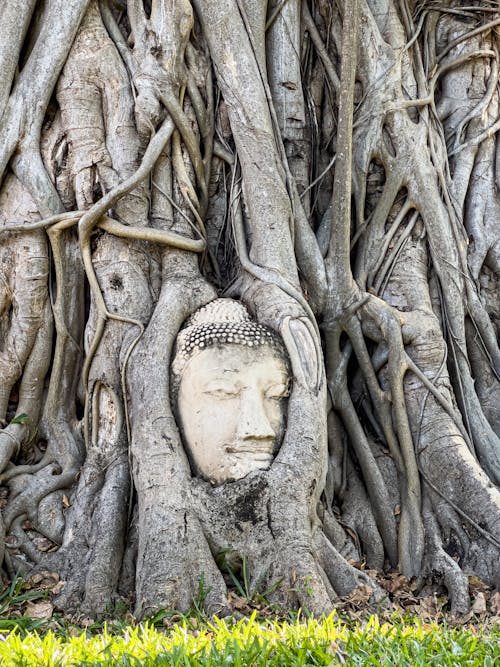Безкоштовне стокове фото на тему «Будда, вертикальні постріл, дерево бодхі»