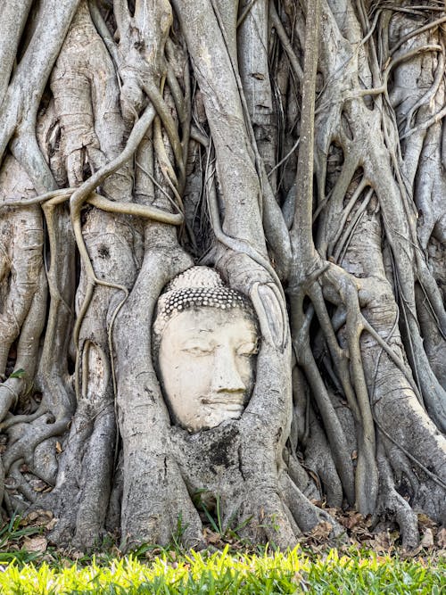 Základová fotografie zdarma na téma bodh gaya, buddha, fíkovník