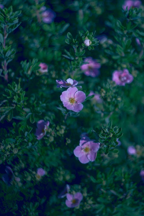 Kostnadsfri bild av cinquefoil, flora, lila blommor