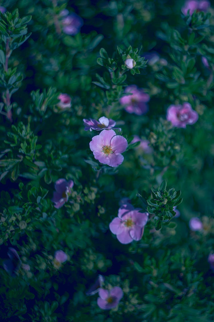 A Close-Up Shot Of Cinquefoil Flowers In Bloom