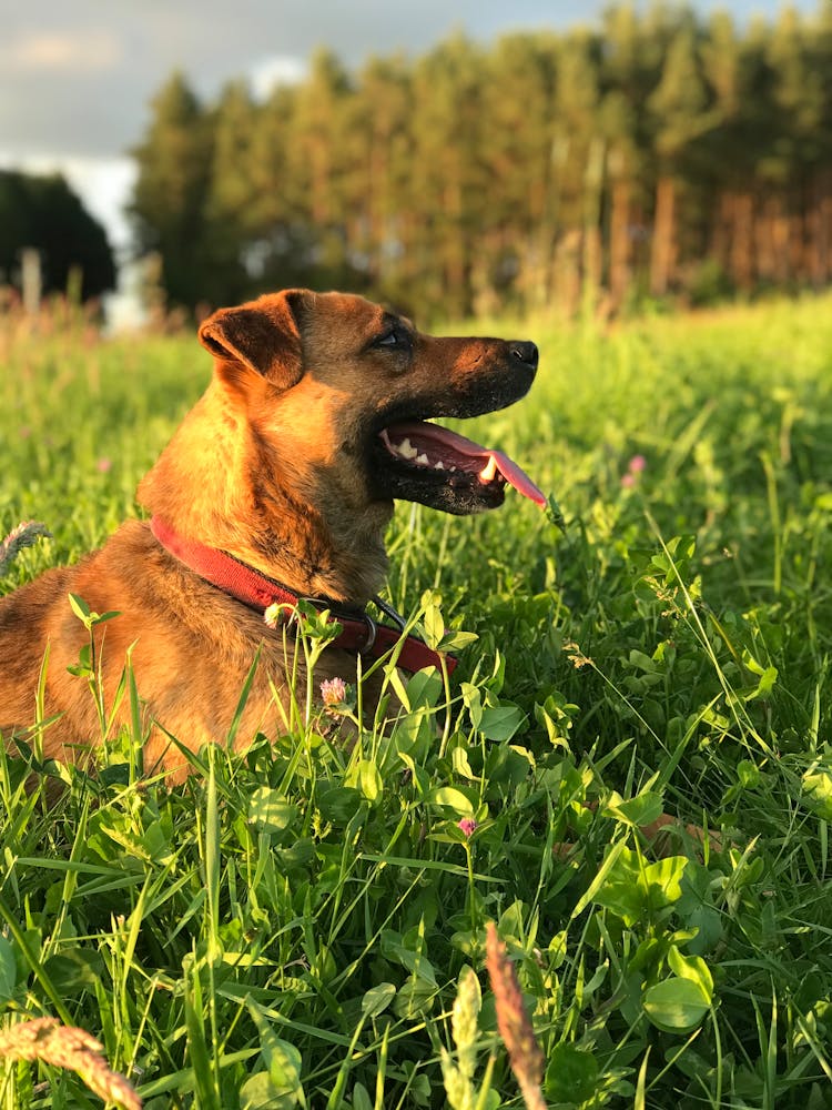 A Dog With A Collar On A Field