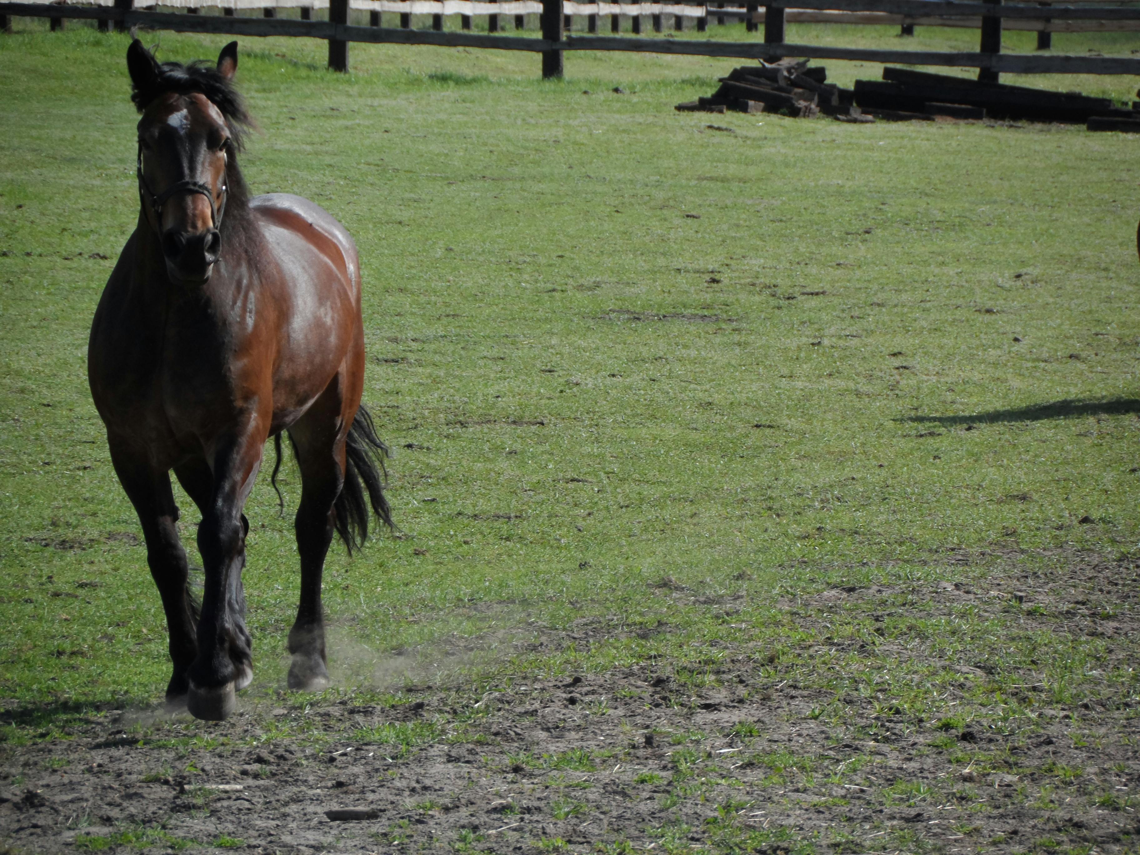 Free stock photo of barbara, brown horse, brown horses