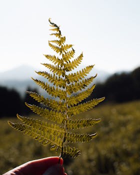 A detailed close-up of a hand holding a fern leaf against an outdoor backdrop.