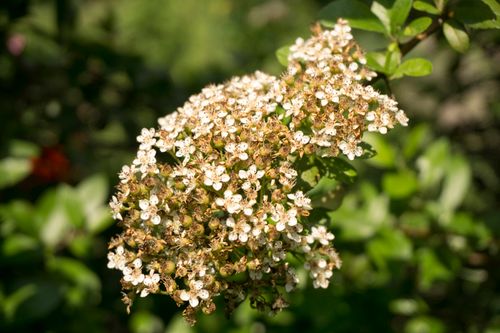 Free stock photo of garden, wildflower Stock Photo