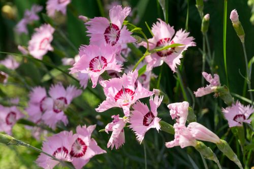 Free stock photo of flower, flowers, garden Stock Photo