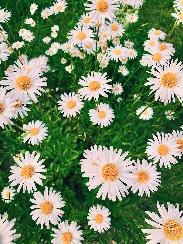 Daisy Flowers In Bloom