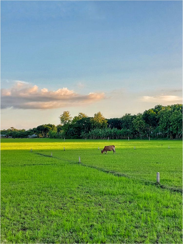 Cow On Pasture