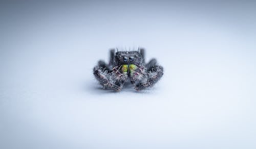 A Macro Shot of a Spider