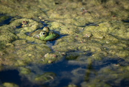 Foto profissional grátis de fechar-se, lagarto, lago