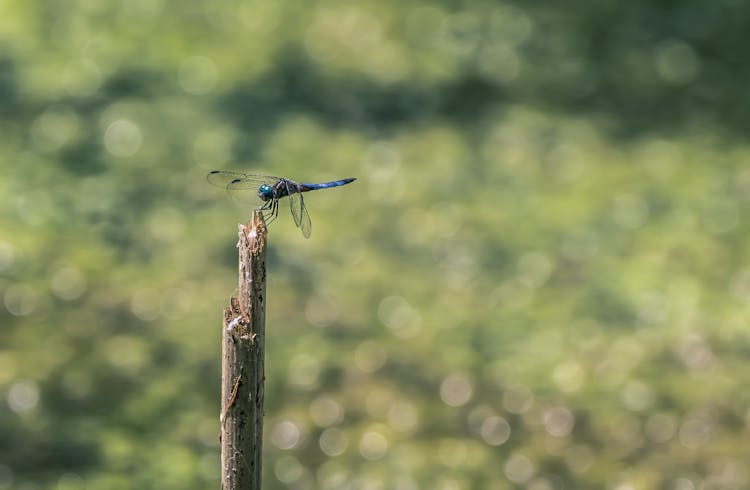 A Dragonfly On A Stick