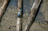 Close-up of an Eastern Pondhawk dragonfly resting on a muddy branch in nature.