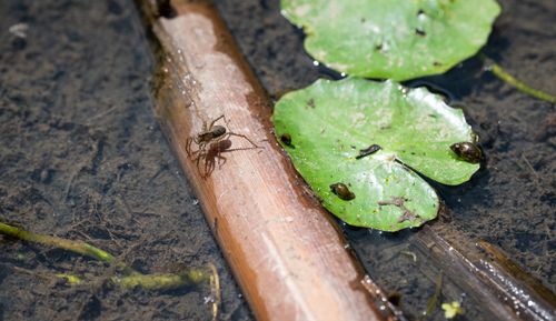 Free Detailed photo of a shore spider on a log in a wetland pond with aquatic plants. Stock Photo