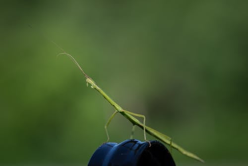 Macro Photography of Green Praying Mantis