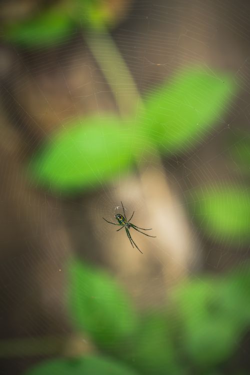 Free Close-up of a green spider on a delicate web surrounded by blurred green leaves. Stock Photo