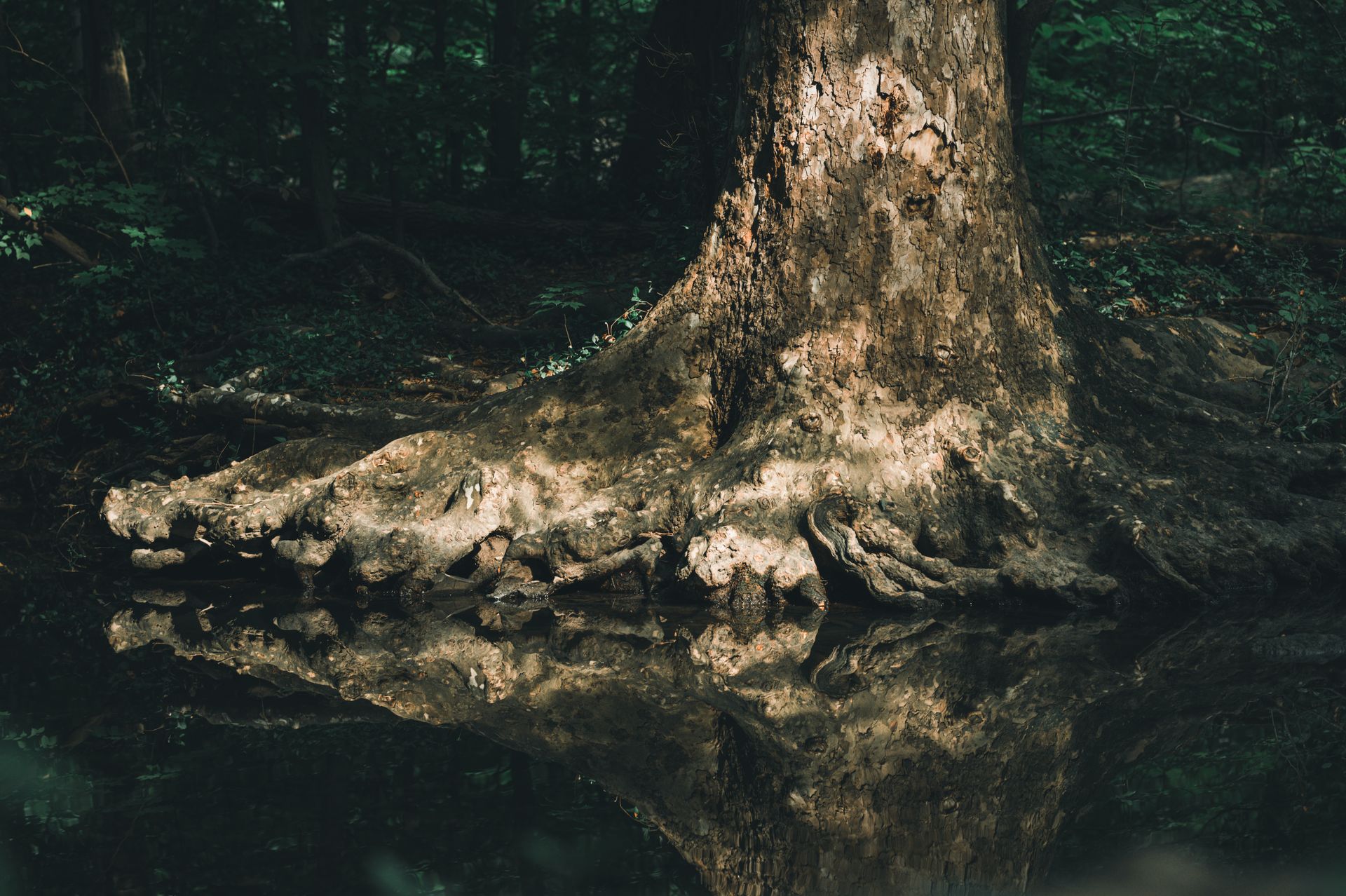 Captivating view of a colossal tree trunk reflected in the calm forest pond, evoking serenity and natural beauty.