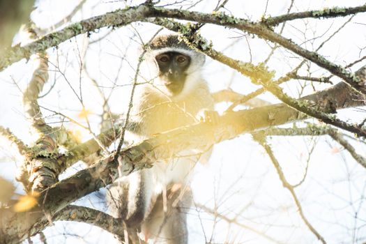 A vervet monkey sits among tree branches, bathed in sunlight, in a natural setting.