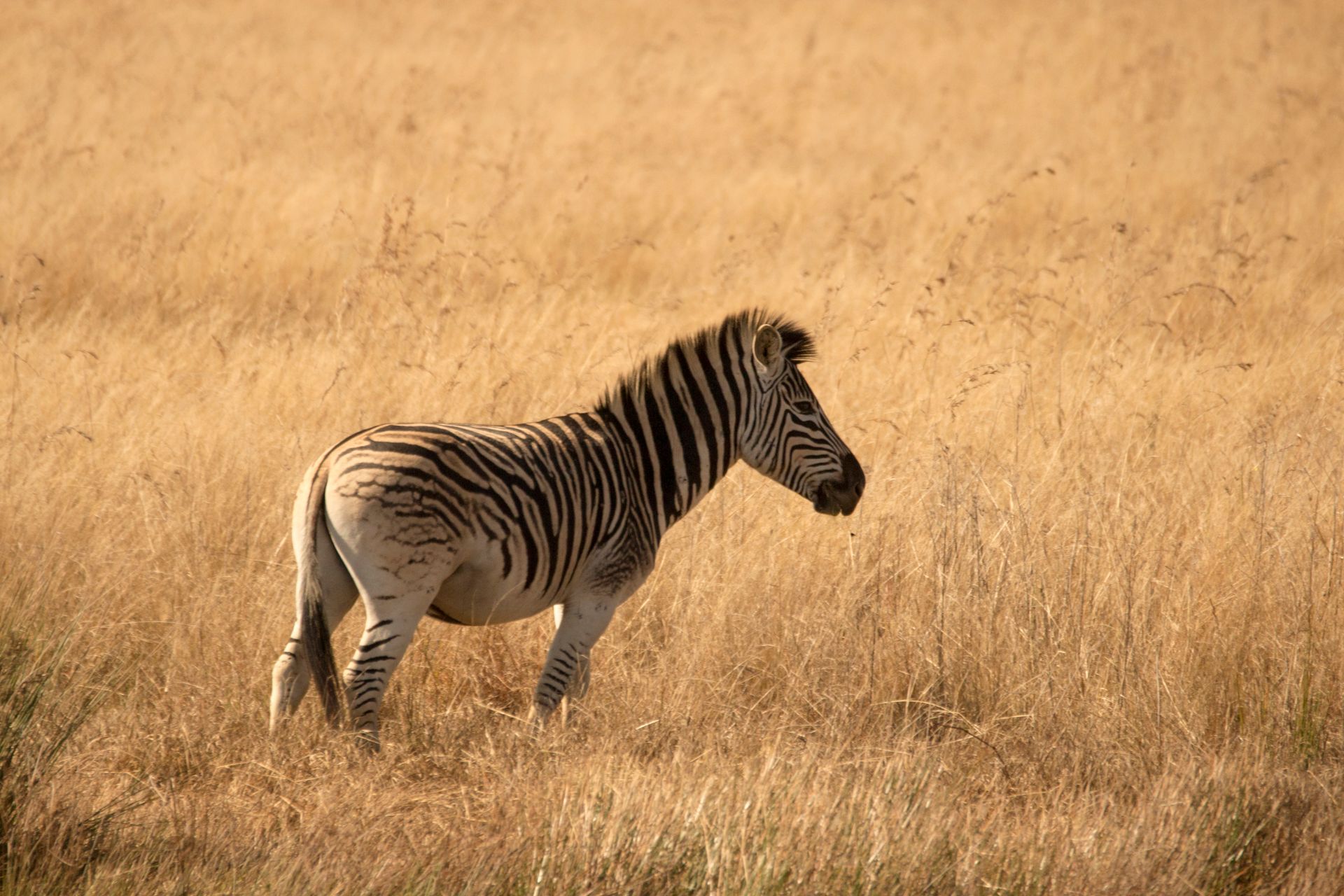A zebra strolls through the dry grass of the African savannah, showcasing wildlife beauty.