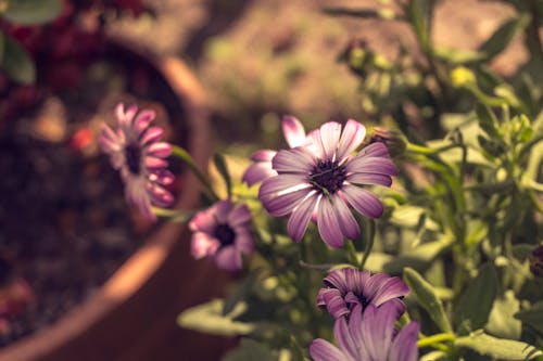紫の花びらの花のセレクティブフォーカス写真