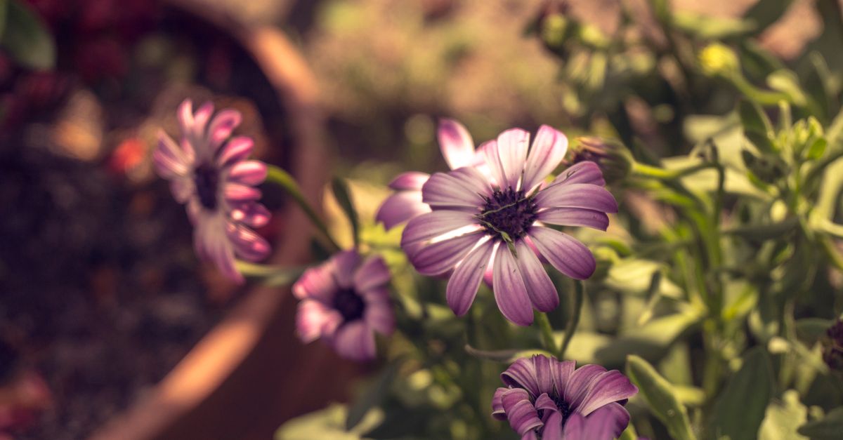 Trouver Jardinage à Belgique - Askaide Trouver Jardinage à Belgique - Askaide