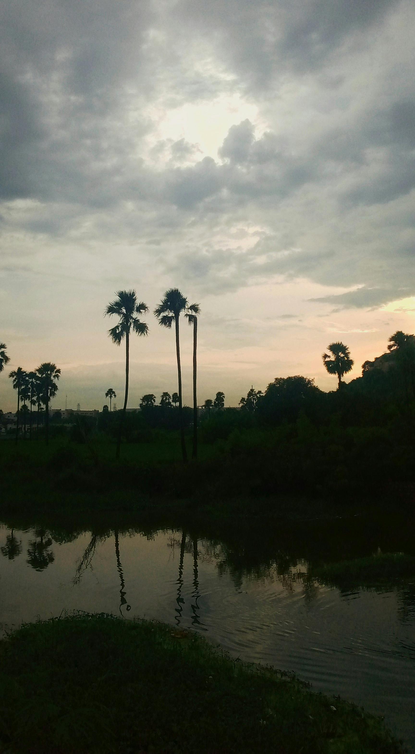 Palm Trees Growing near Water on Sunset · Free Stock Photo