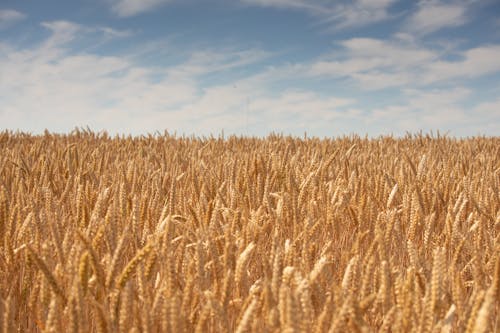 A Field of Wheat in the Countryside