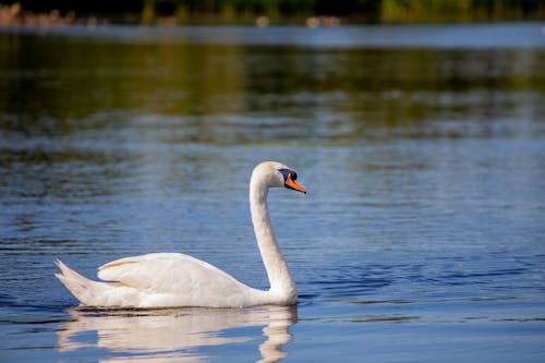 Photo of a Swan 