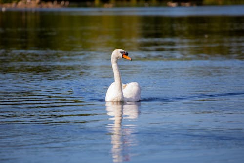 White Swan on Water