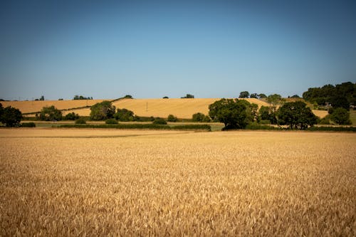 Ingyenes stockfotó aratás, farm, fű témában Stockfotó