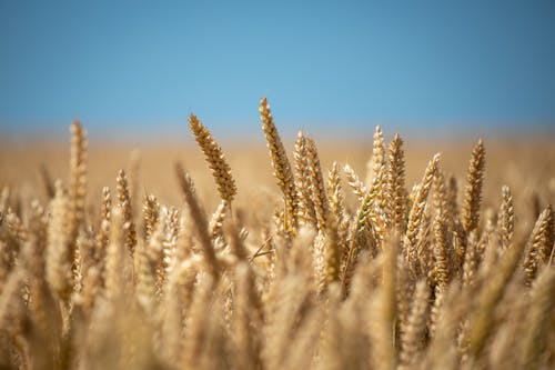 小麥, 特寫, 田 的 免費圖庫相片
