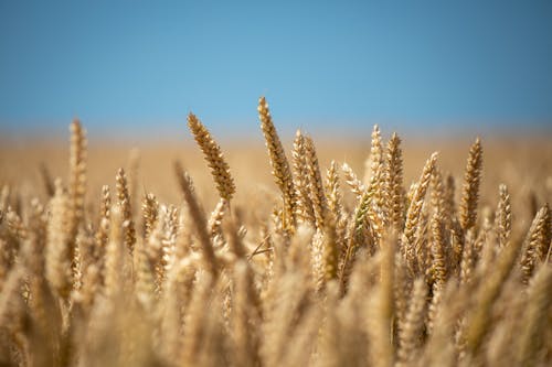 Ears of Wheat