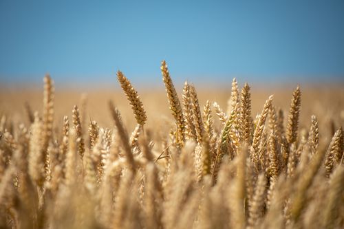Free Captivating close-up of golden wheat in a field against a clear blue sky, highlighting agriculture beauty. Stock Photo