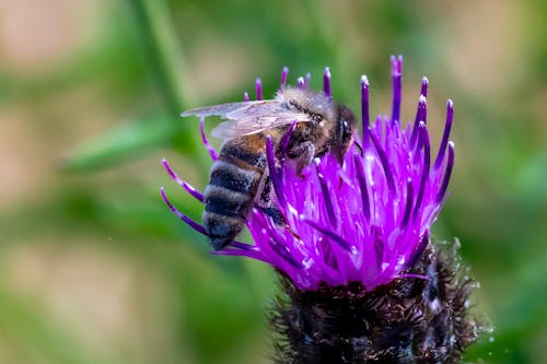 A Bee on a Flower