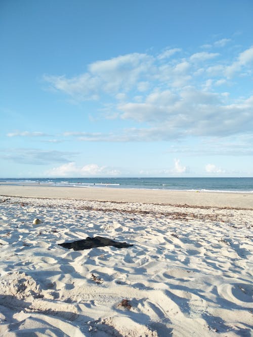 Foto stok gratis di pantai, kaos hitam, kebahagiaan