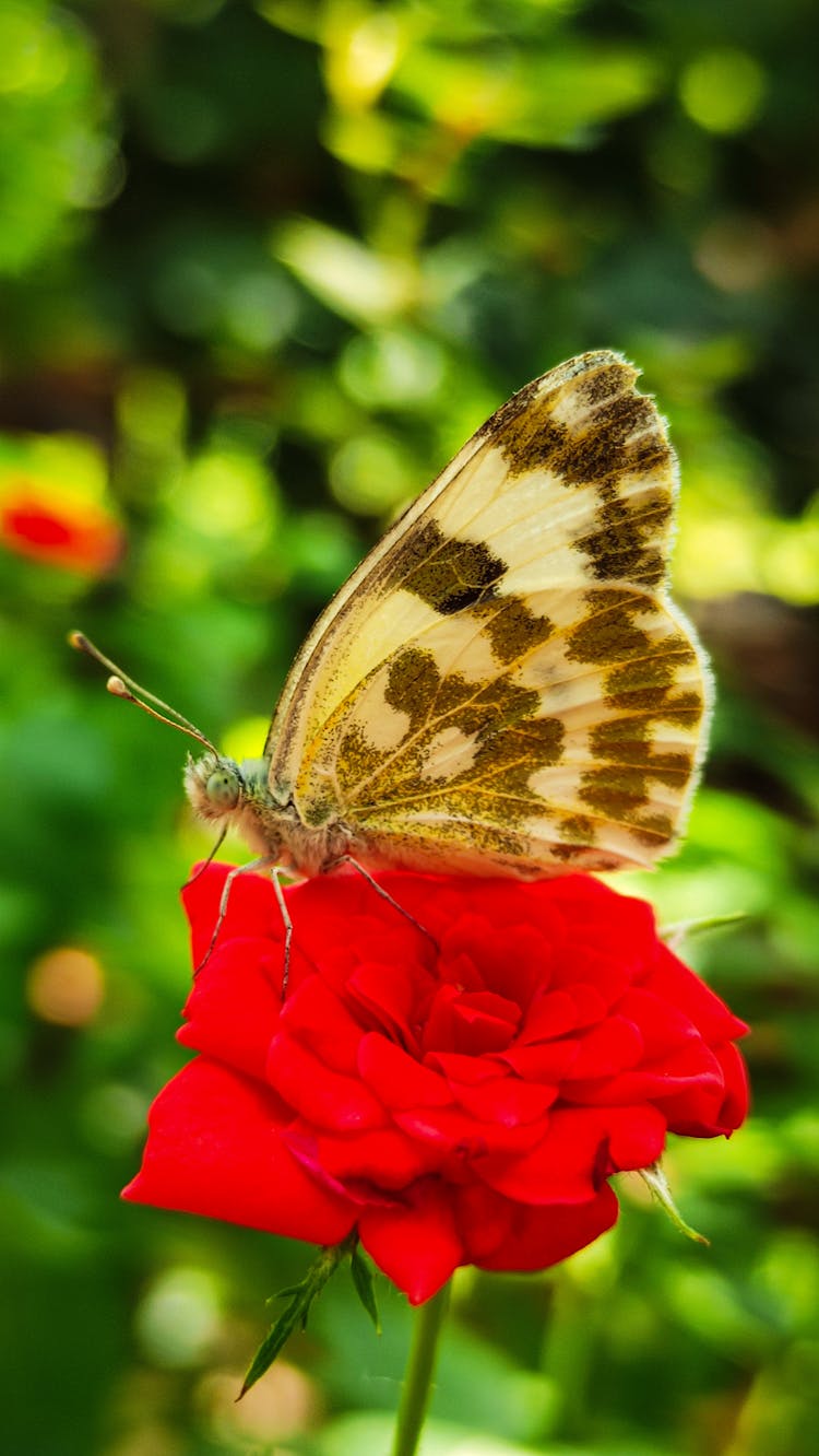 Butterfly On A Red Rose 