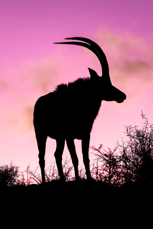 Free Silhouette of a Animal on a Hill Stock Photo