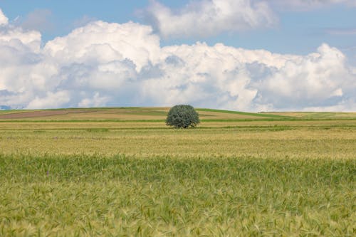Kostenloses Stock Foto zu blauer himmel, grasland, grüner baum