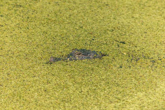 A stealthy alligator partly submerged in duckweed in a New Orleans swamp.