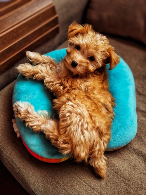 Brown Long Coated Dog on Blue Pet Bed