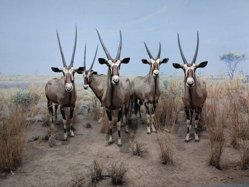 Herd of Antelopes in Savanna