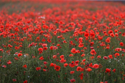 View of a Poppy Field