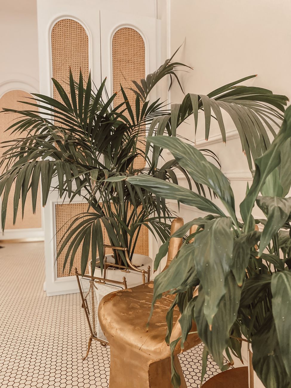 A stylish indoor setting featuring lush green houseplants and elegant decor.