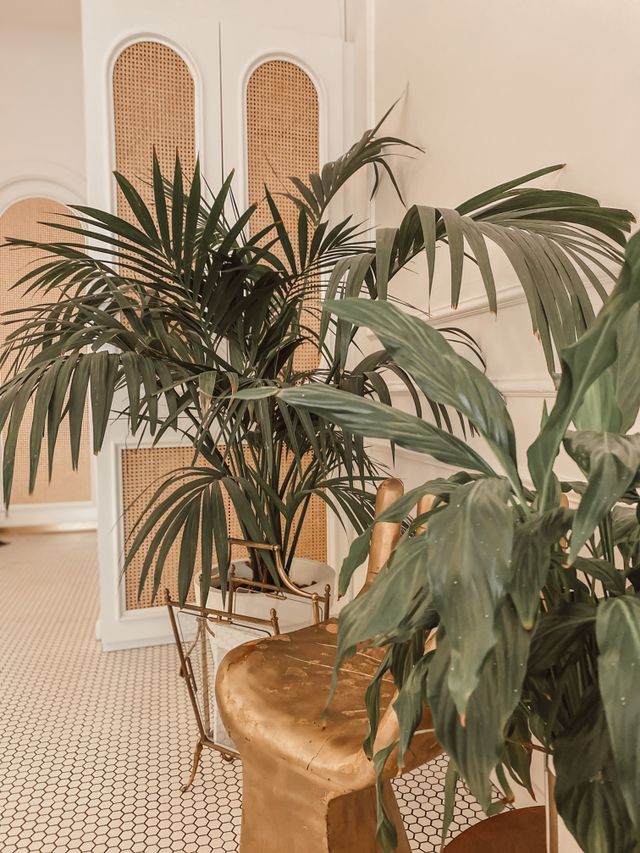 Houseplants in an elegant interior