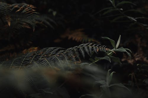 Close up of a Fern