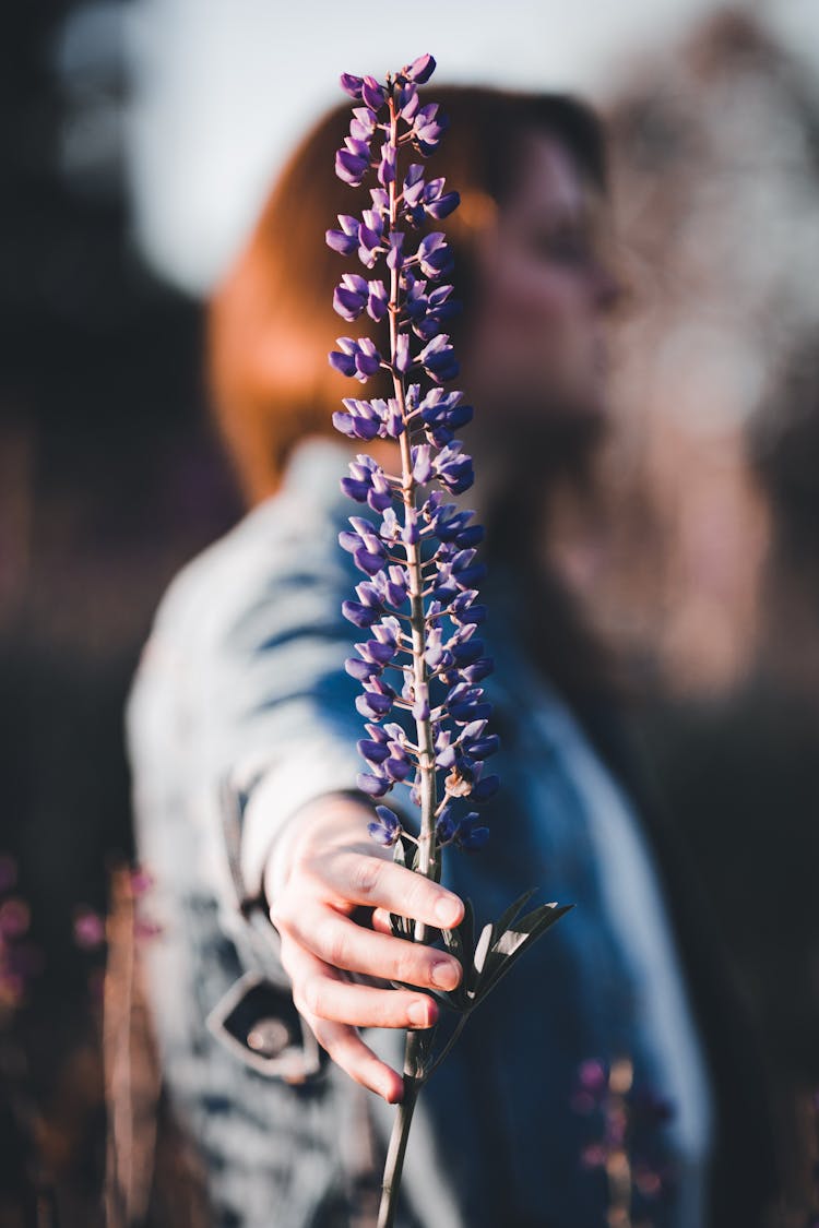 Woman Holding A Purple Lupine