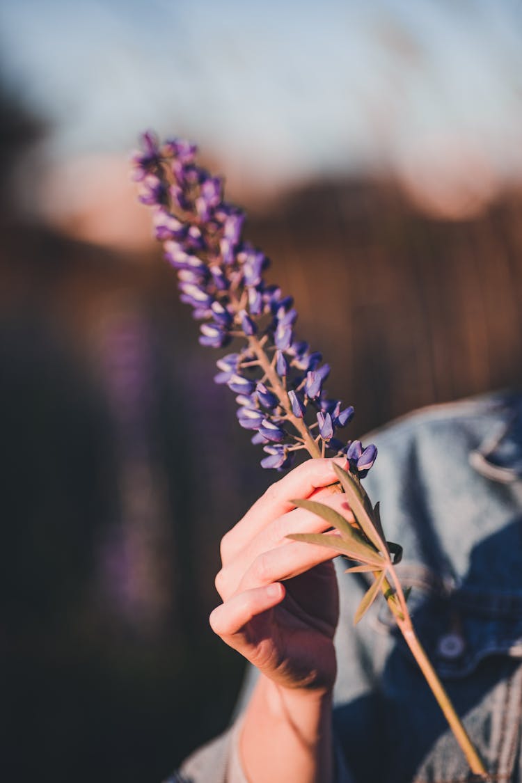 A Person Holding A Stem Of Lavender