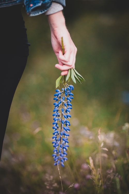 Free A delicate hand holding a vibrant blue lupine flower, set against a blurred natural background. Stock Photo